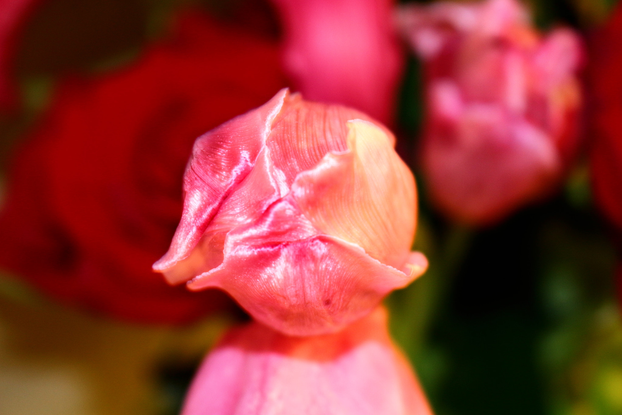 Canon EOS 100D (EOS Rebel SL1 / EOS Kiss X7) sample photo. Close up of a tulip photography