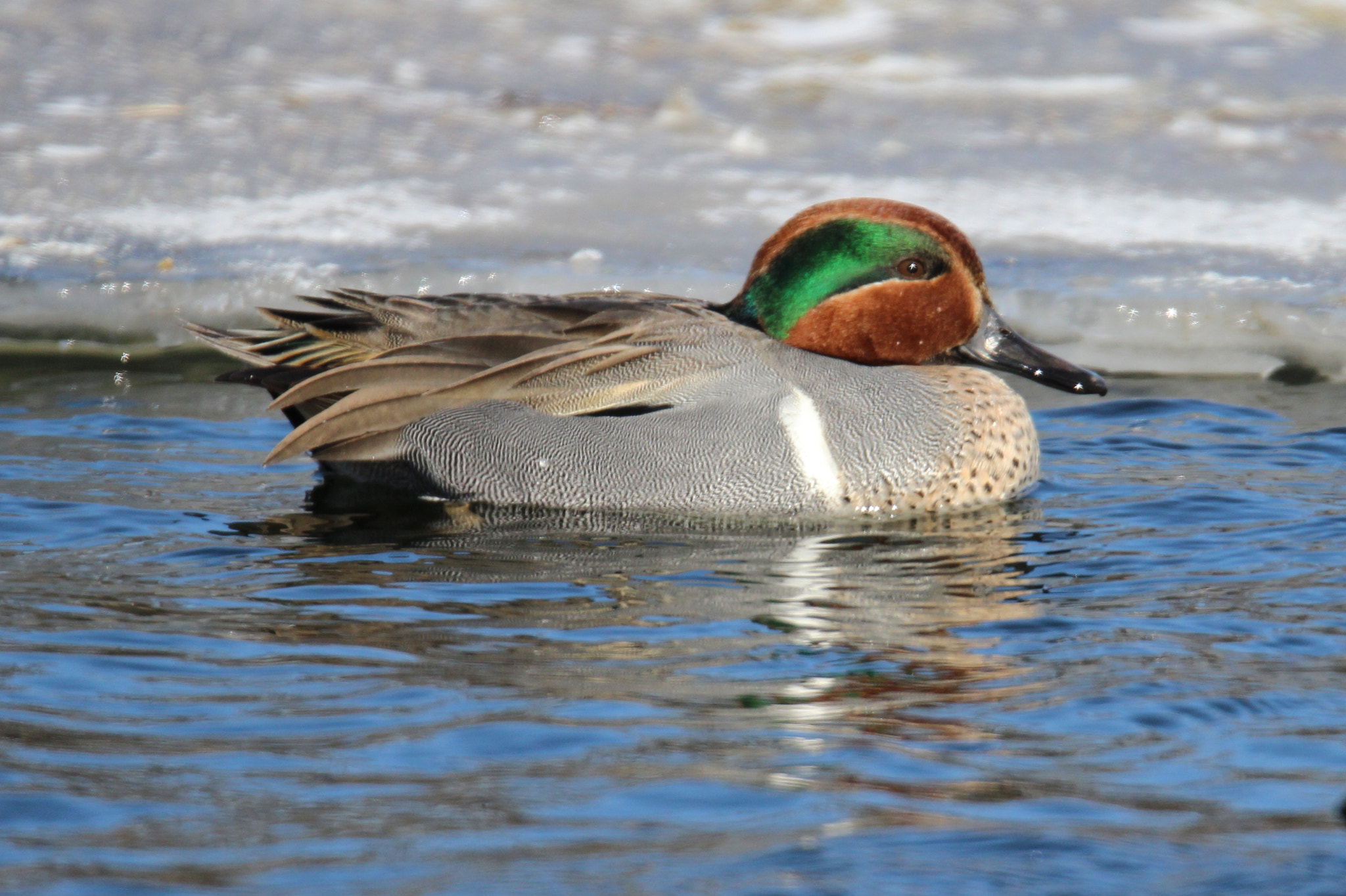 Tamron SP 150-600mm F5-6.3 Di VC USD sample photo. Green-winged teal facing right photography