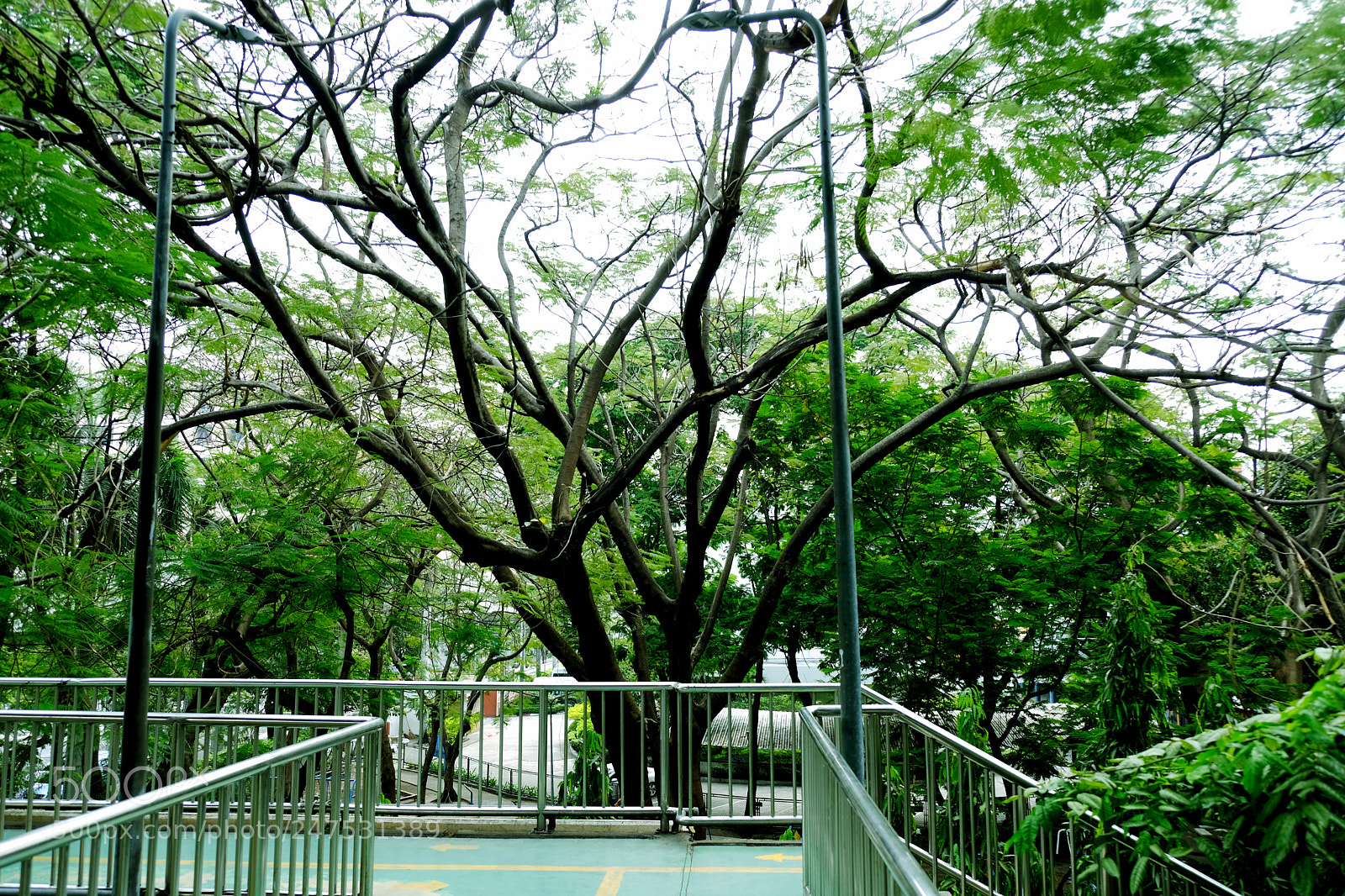 Fujifilm X-T20 sample photo. The big green tree photography