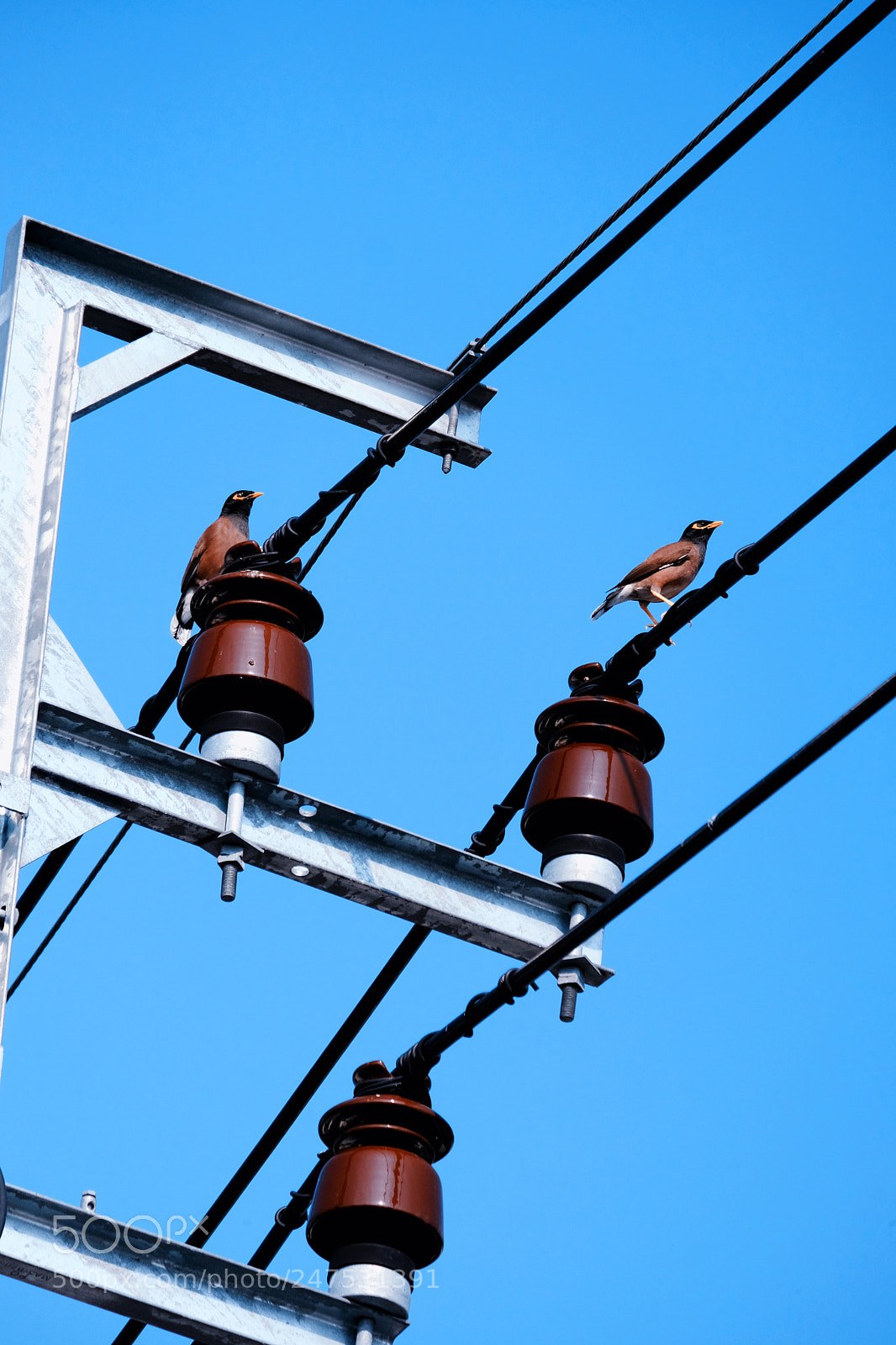 Fujifilm X-T20 sample photo. Two pigeon birds stand photography