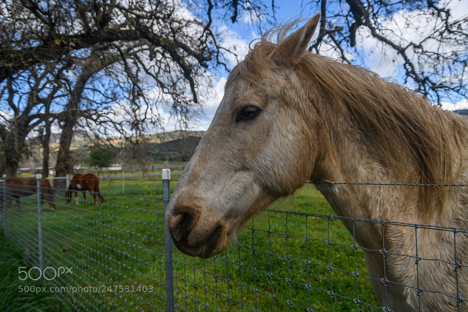 Nikon D850 sample photo. My new beautiful animal photography