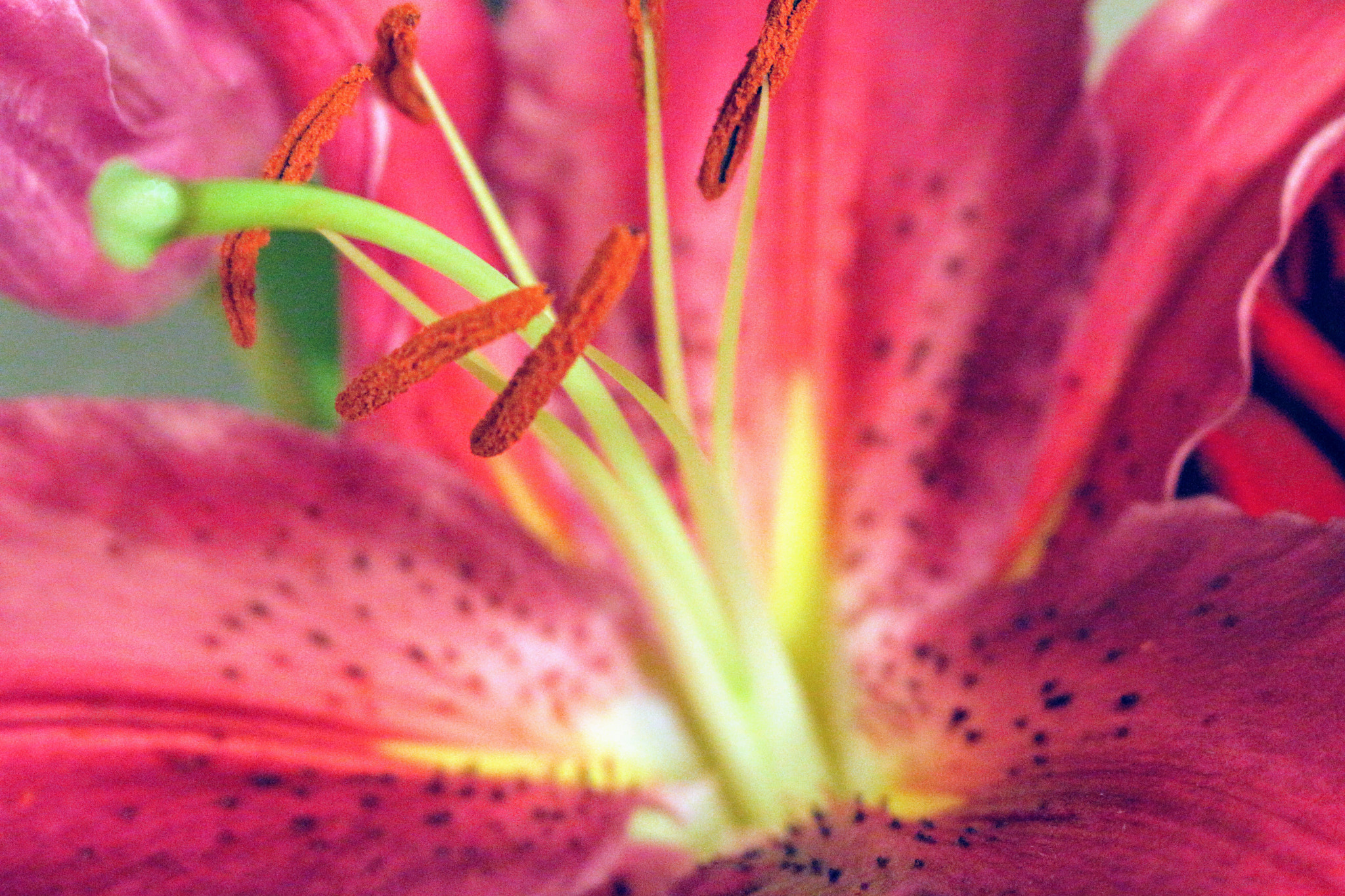 Canon EOS 100D (EOS Rebel SL1 / EOS Kiss X7) sample photo. Blooming flower photography