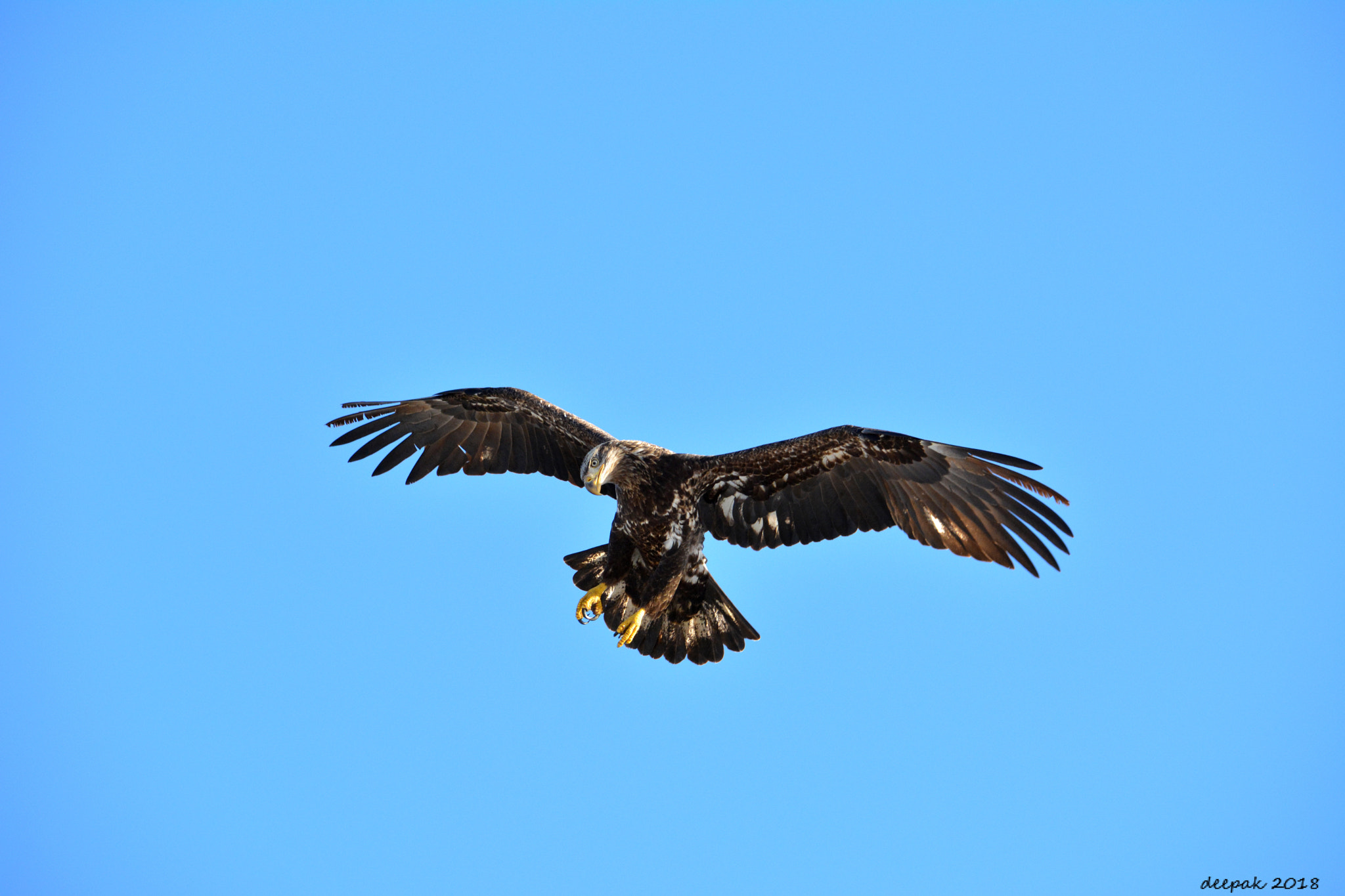 Nikon D5200 sample photo. Bald eagle - juvenile photography