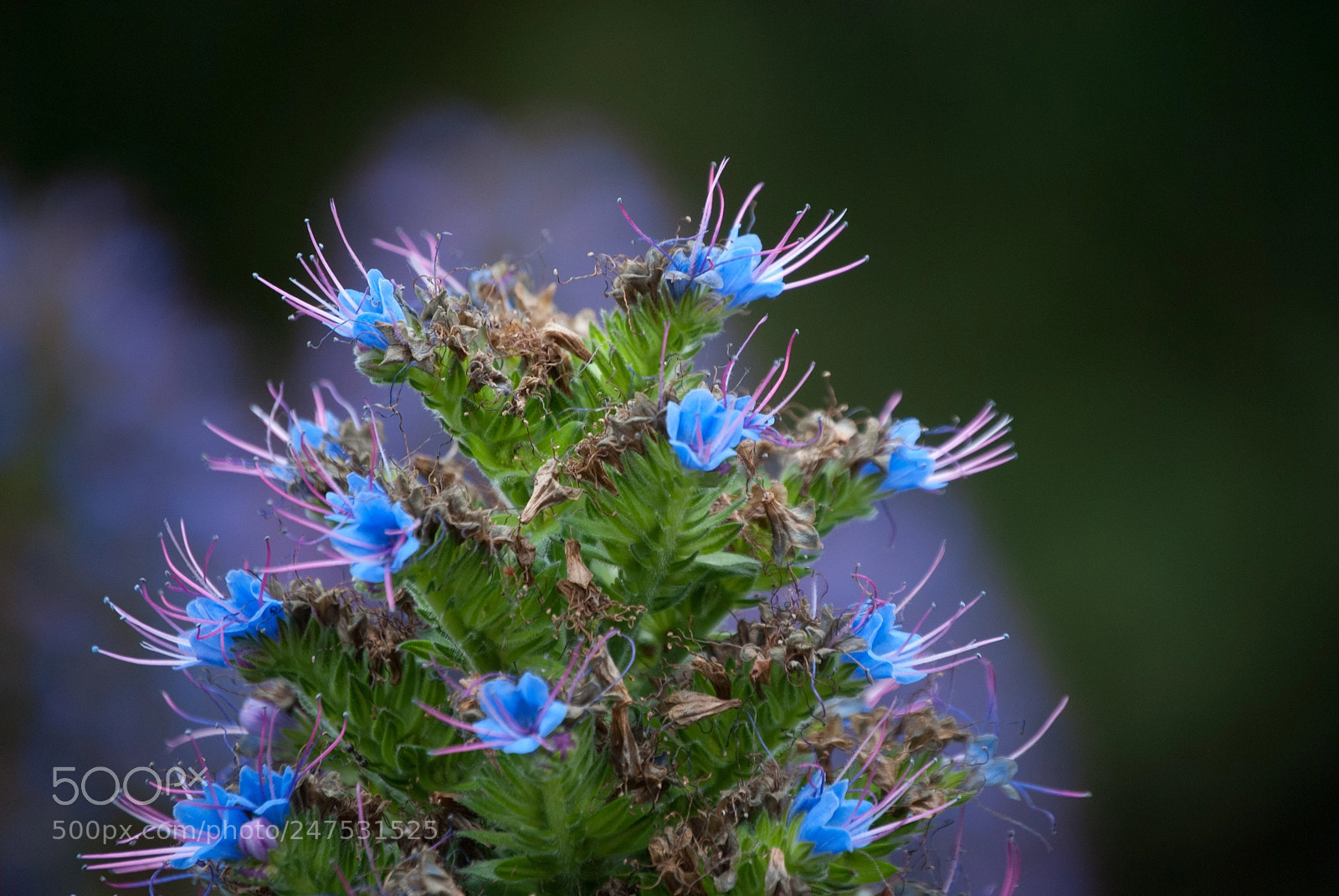 Nikon D60 sample photo. Flower ? photography