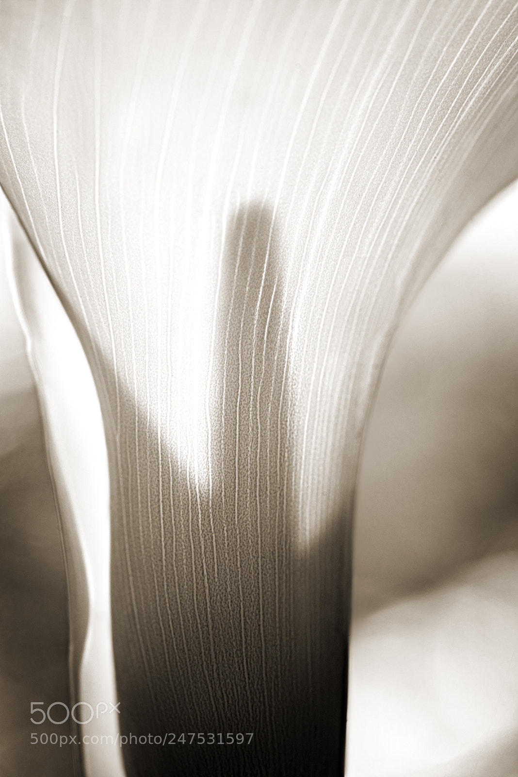 Nikon D810 sample photo. Calla lily i photography