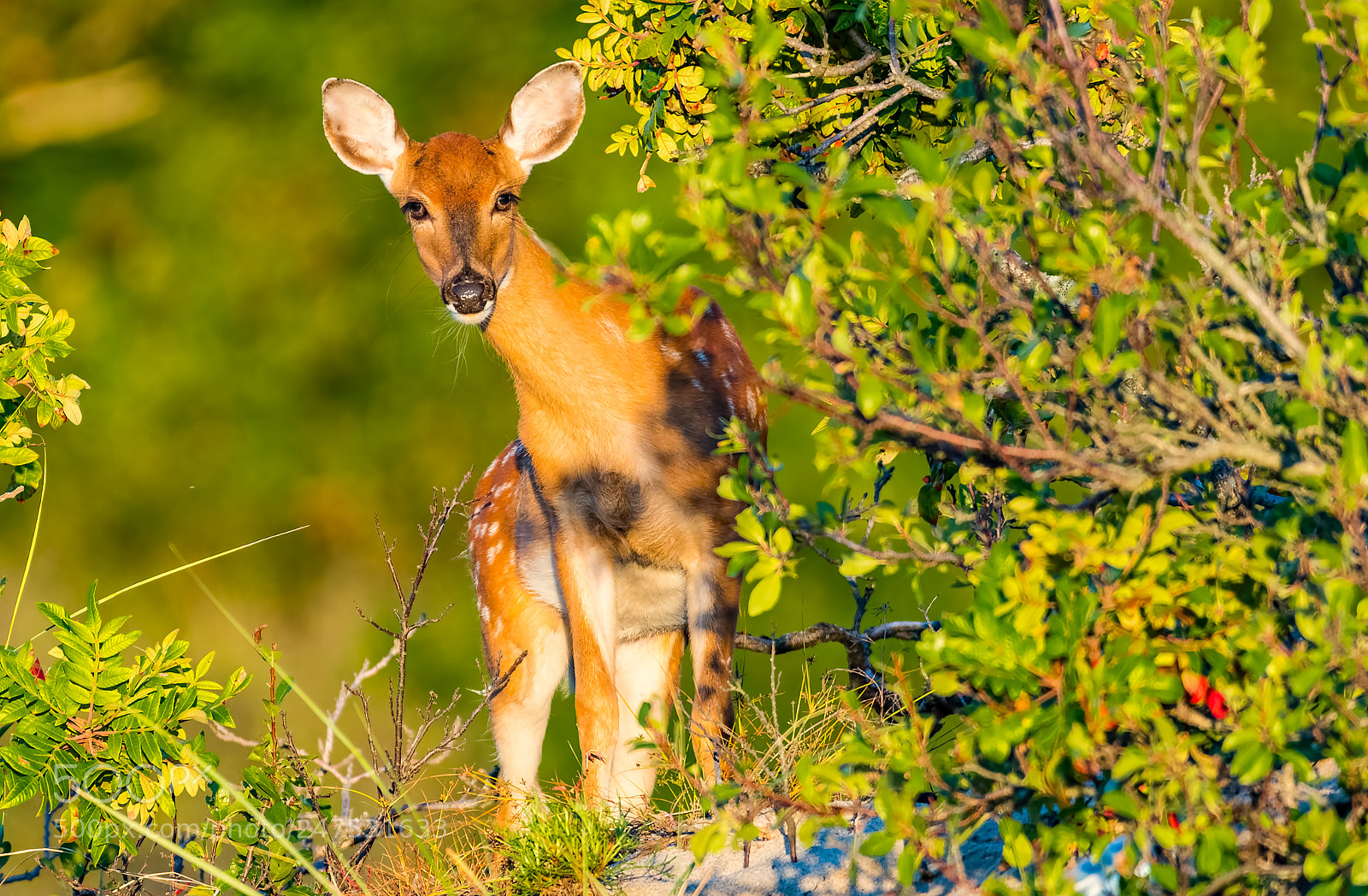 Nikon D500 sample photo. Young deer photography