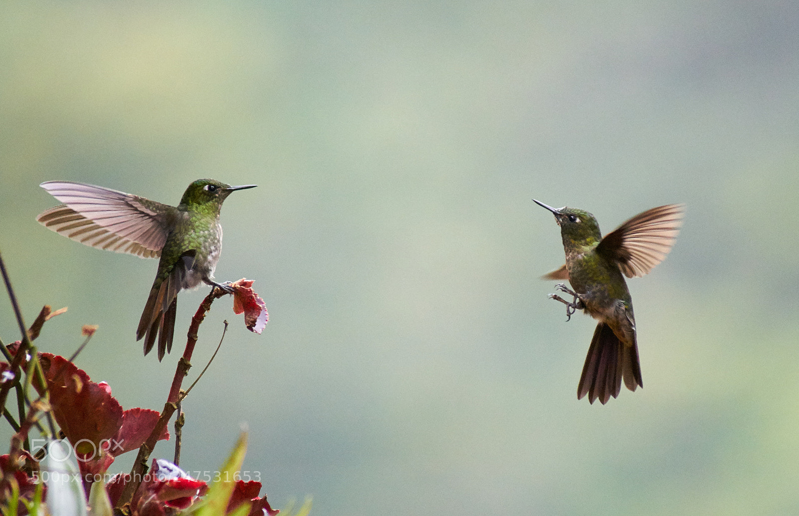 Sony a7R II sample photo. Tyrian metaltail hummingbirds photography