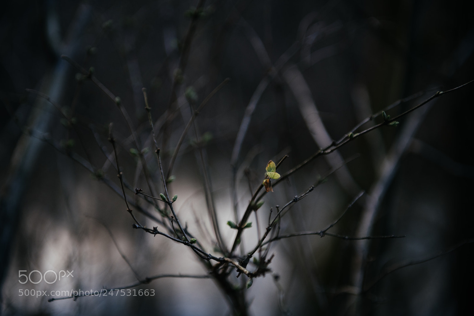 Nikon D850 sample photo. 56/365 photography