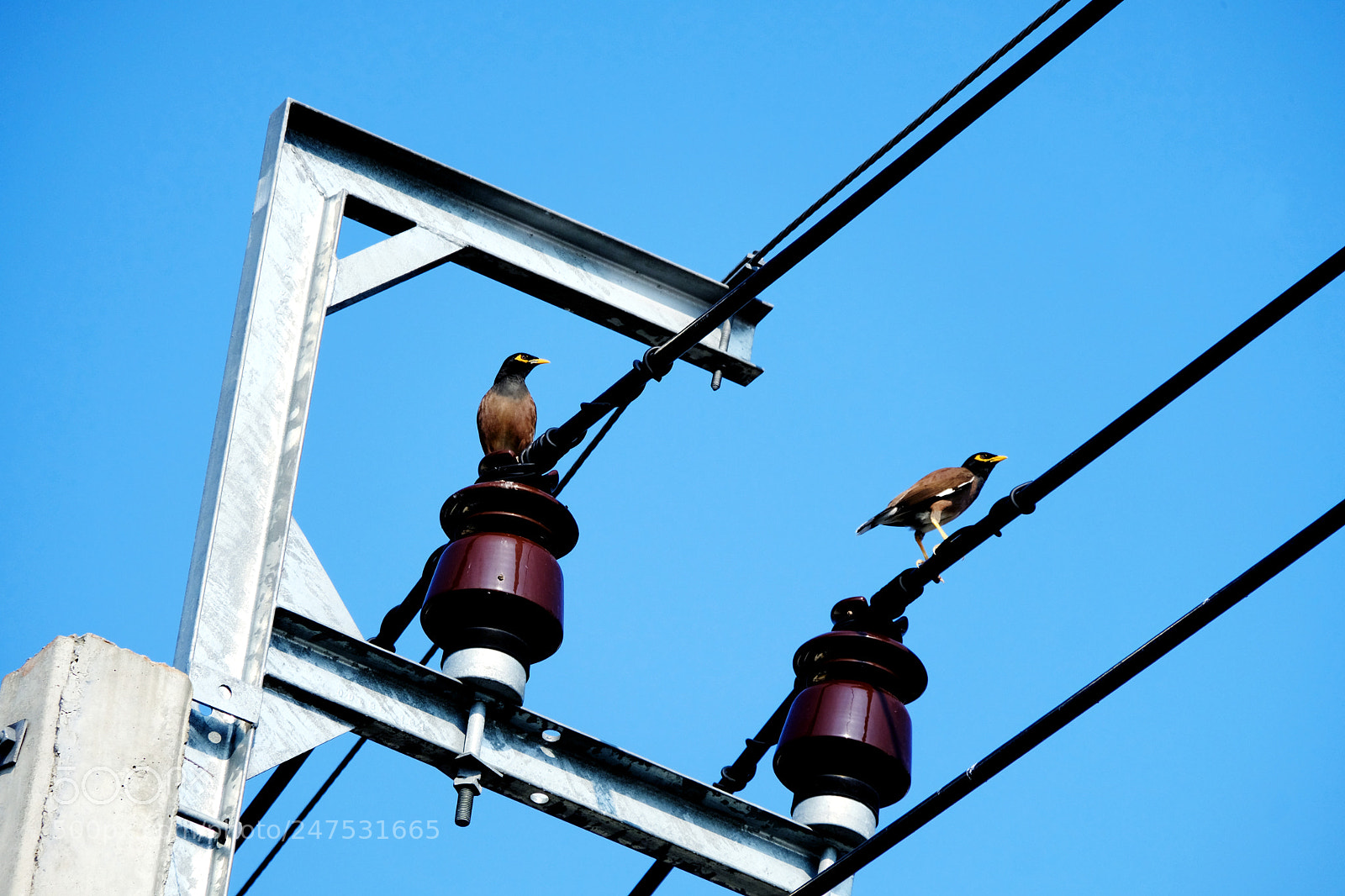 Fujifilm X-T20 sample photo. Two pigeon birds stand photography