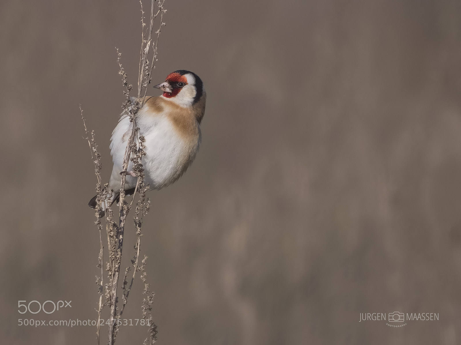 Panasonic Lumix DC-G9 sample photo. Goldfinch. photography