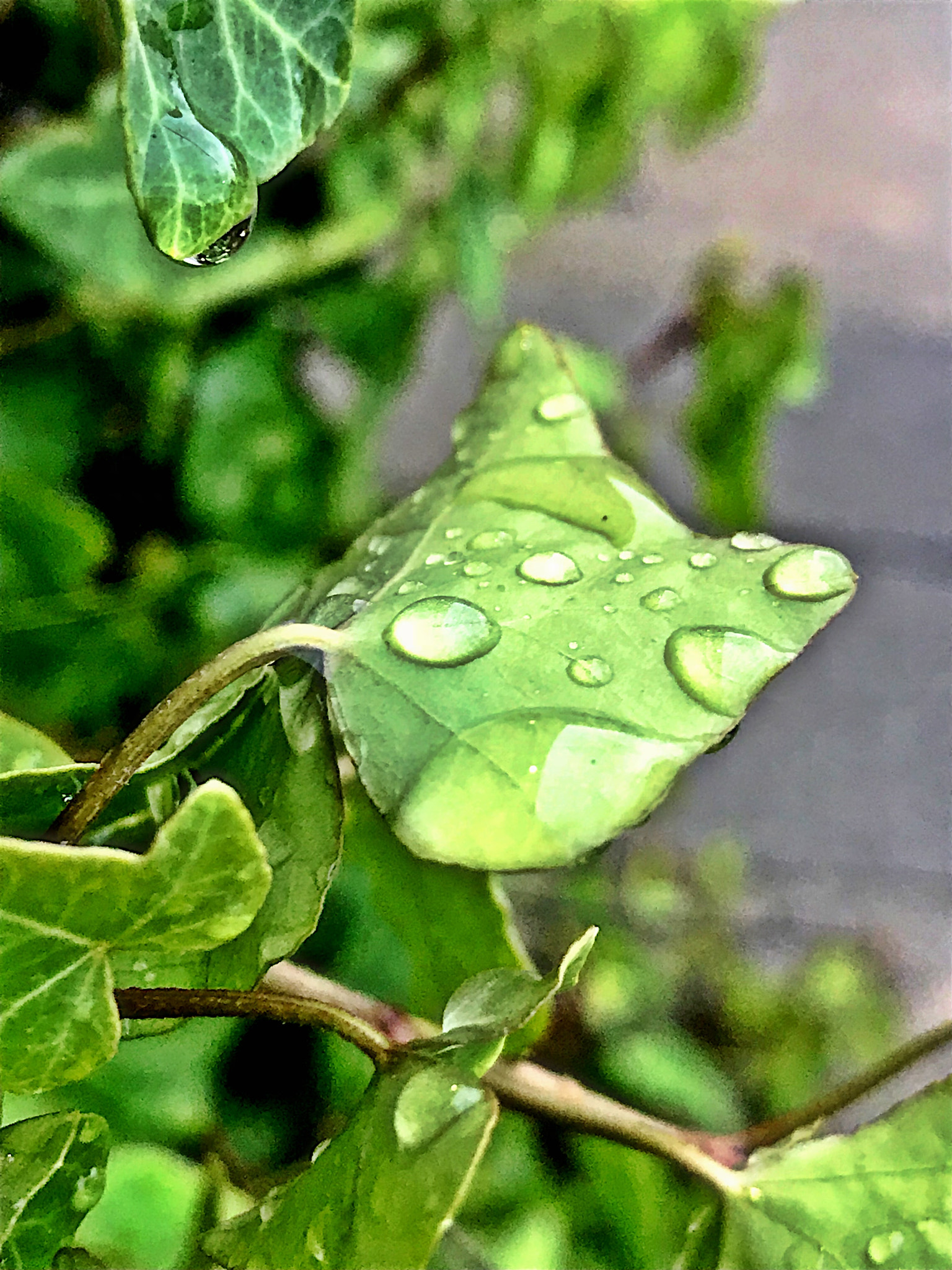 Apple iPhone9,4 sample photo. After the storm photography