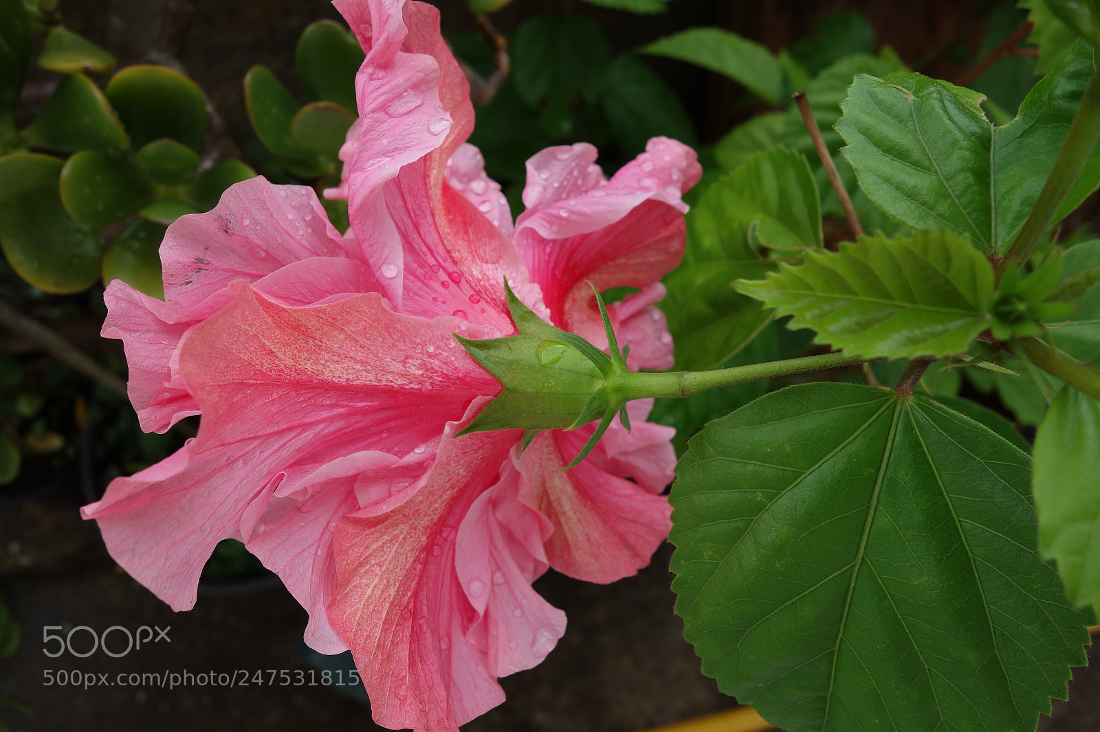 Sony Cyber-shot DSC-RX100 sample photo. Untitled photography
