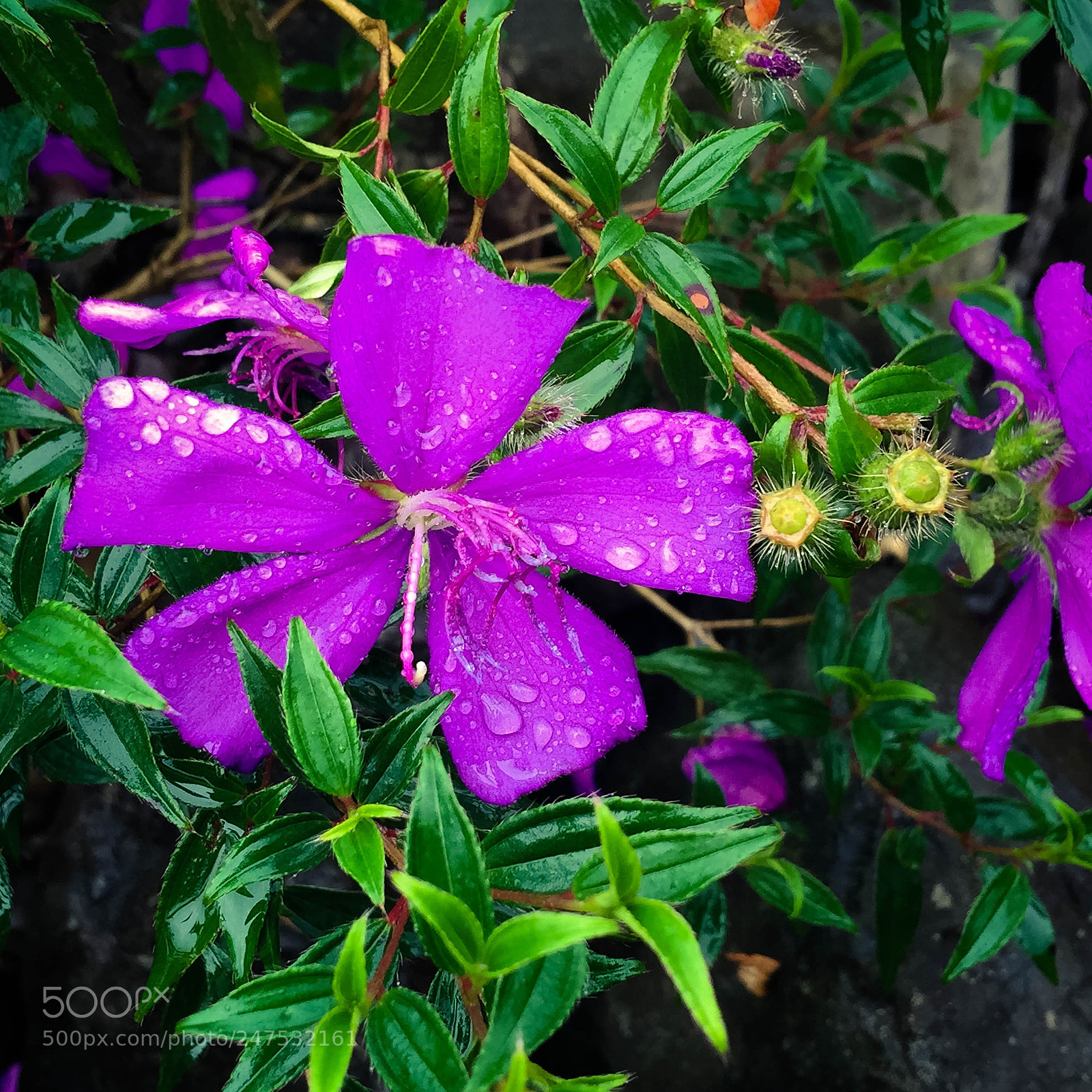 Apple iPhone 6 Plus sample photo. Santa catarina, brazil  photography