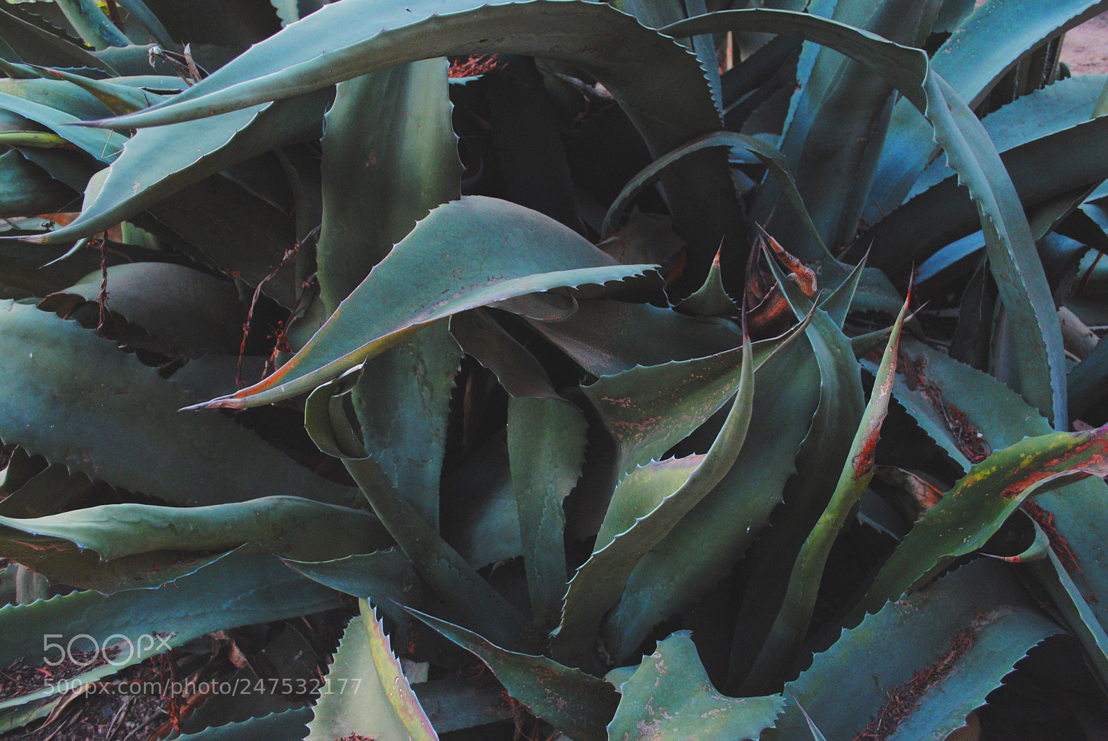 Nikon D3000 sample photo. Maguey.jpg photography