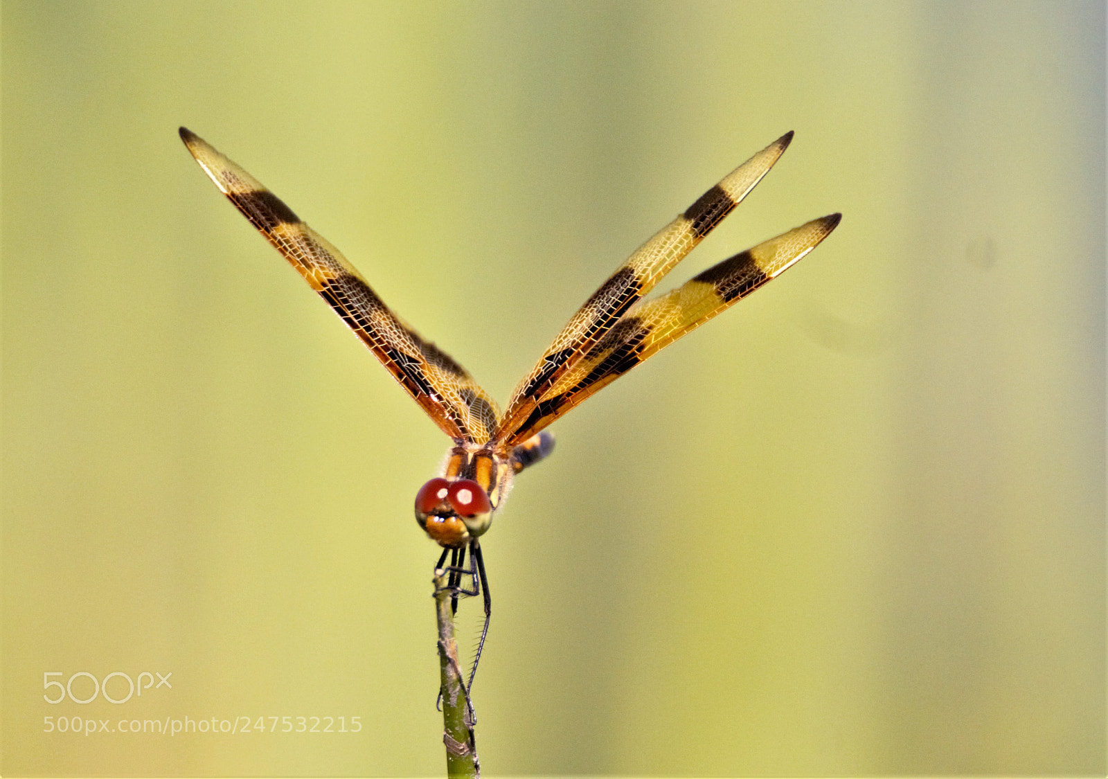 Canon EOS 60D sample photo. Dragonfly photography
