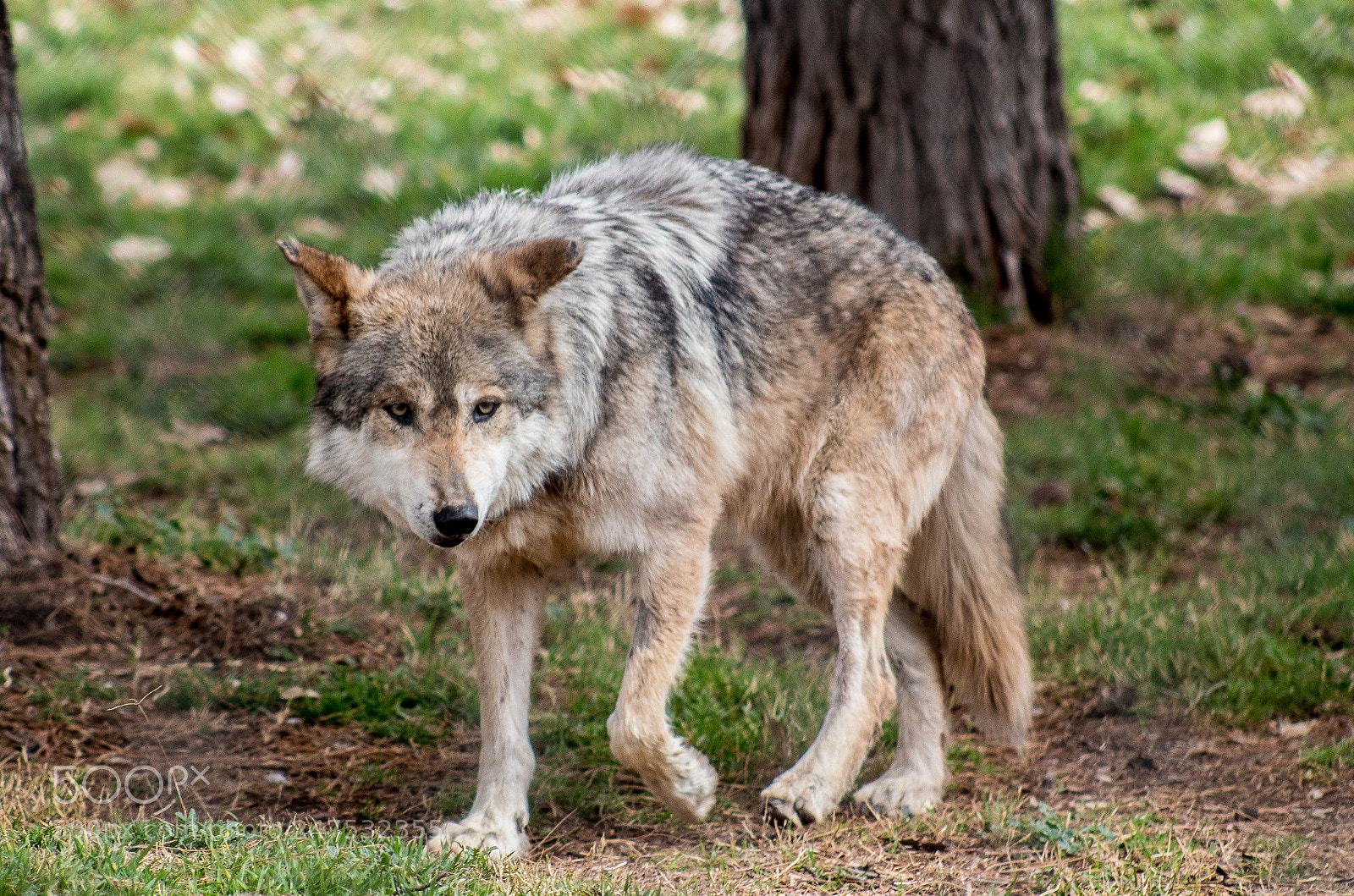 Canon EOS 1300D (EOS Rebel T6 / EOS Kiss X80) sample photo. Mexican gray wolf photography