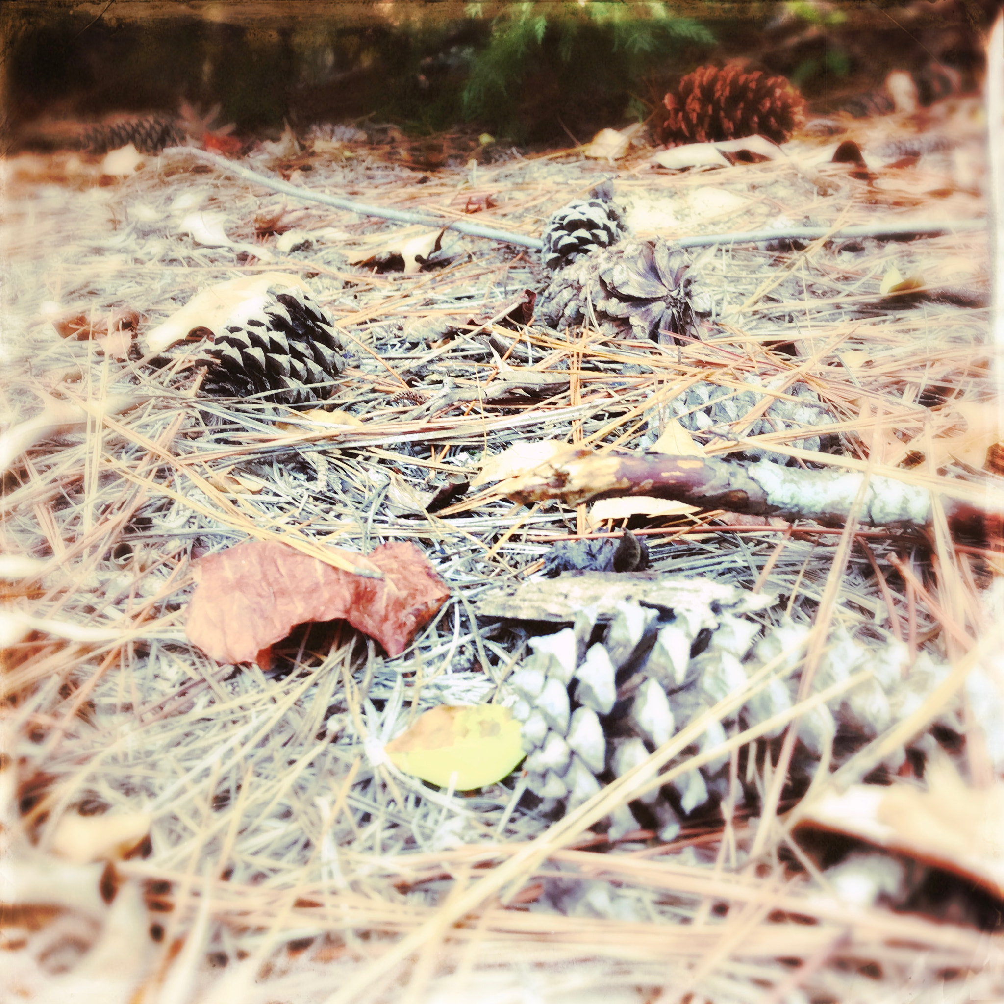 Hipstamatic 339 sample photo. Pine cone photography