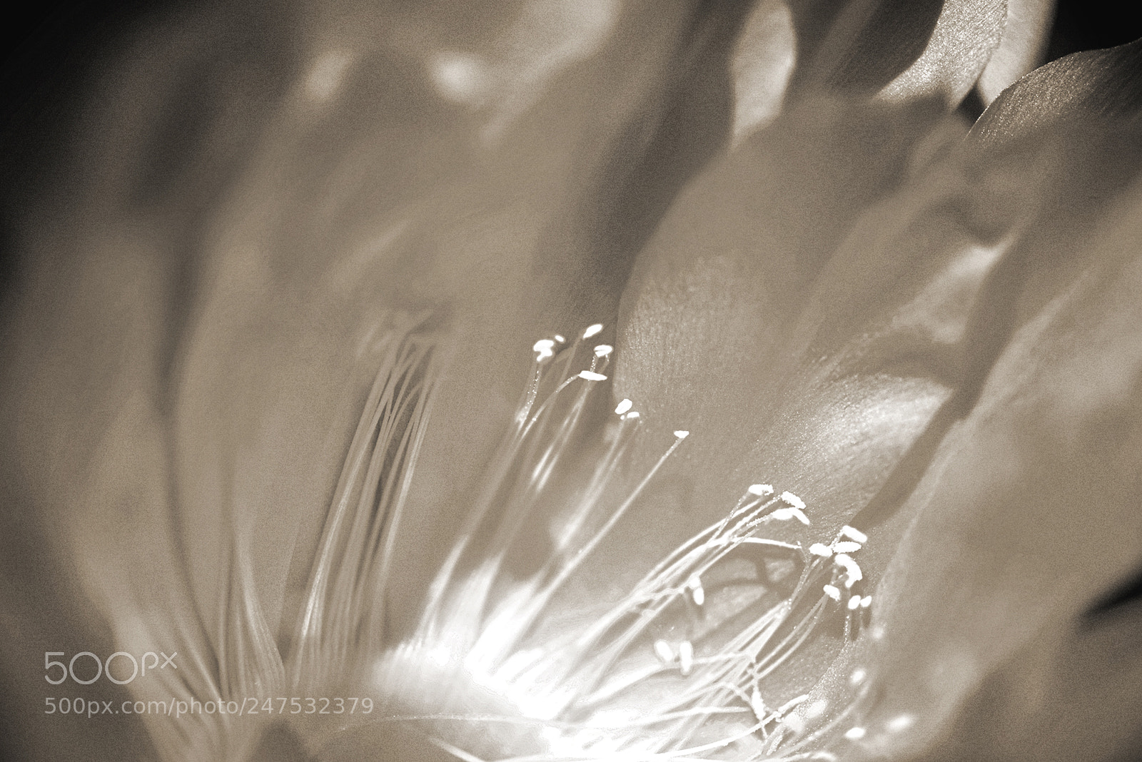 Nikon D810 sample photo. Cactus flower ii photography