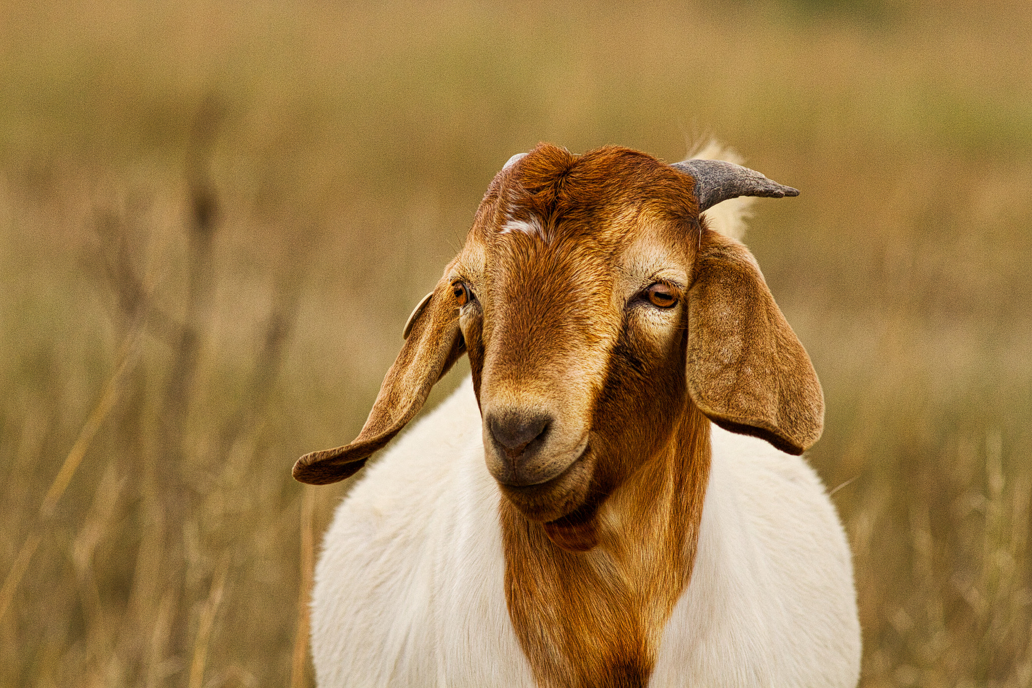 Canon EOS 7D + Canon EF 300mm F4L IS USM sample photo. Goliath photography
