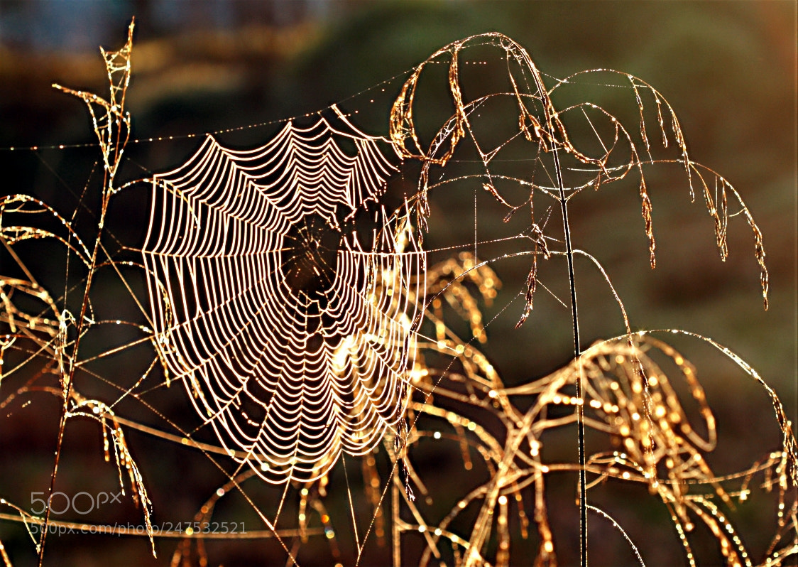 Canon EOS 1000D (EOS Digital Rebel XS / EOS Kiss F) sample photo. Spiderweb warm photography
