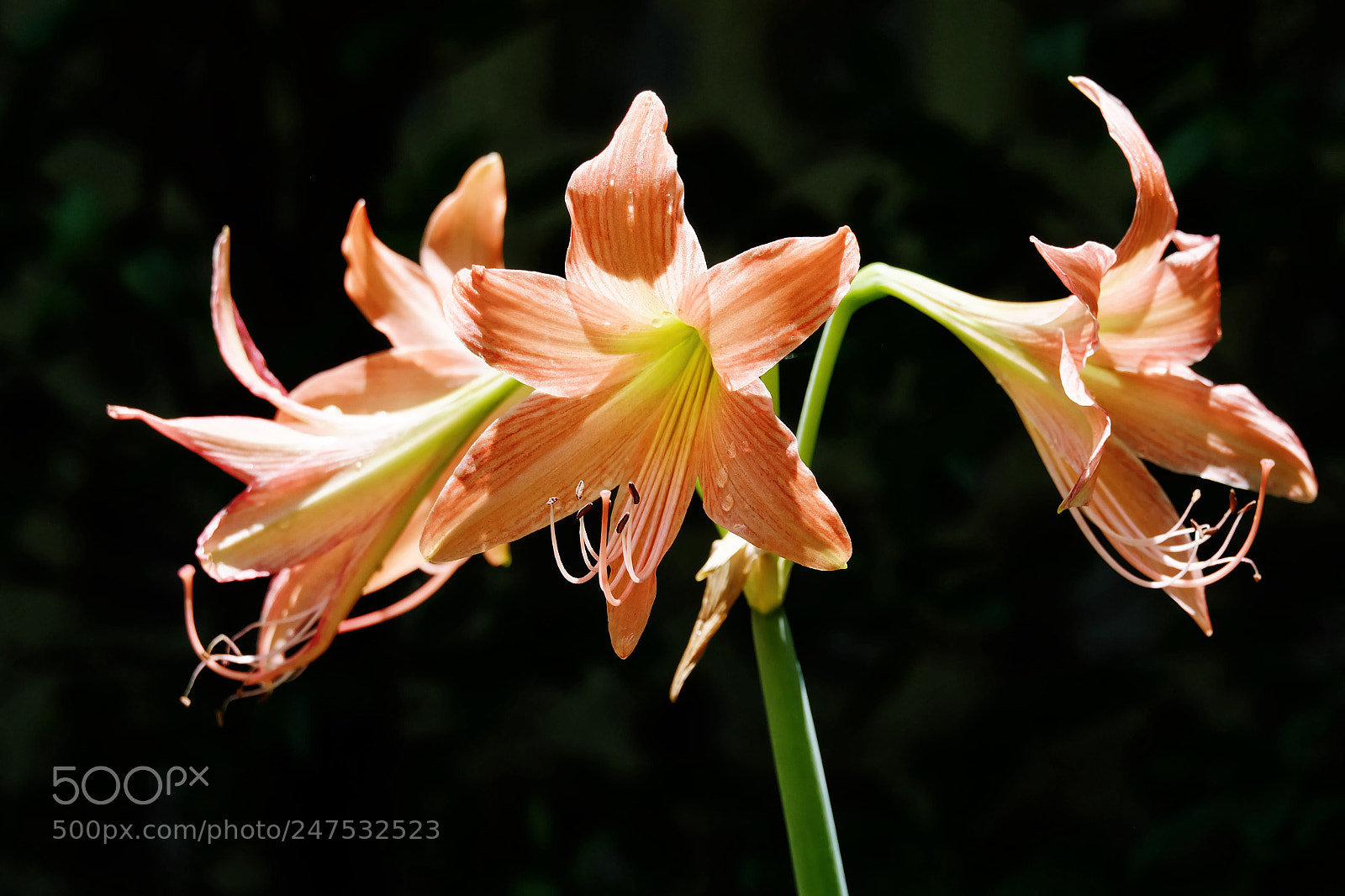 Fujifilm X-A1 sample photo. Four amaryllis lilys flowers photography