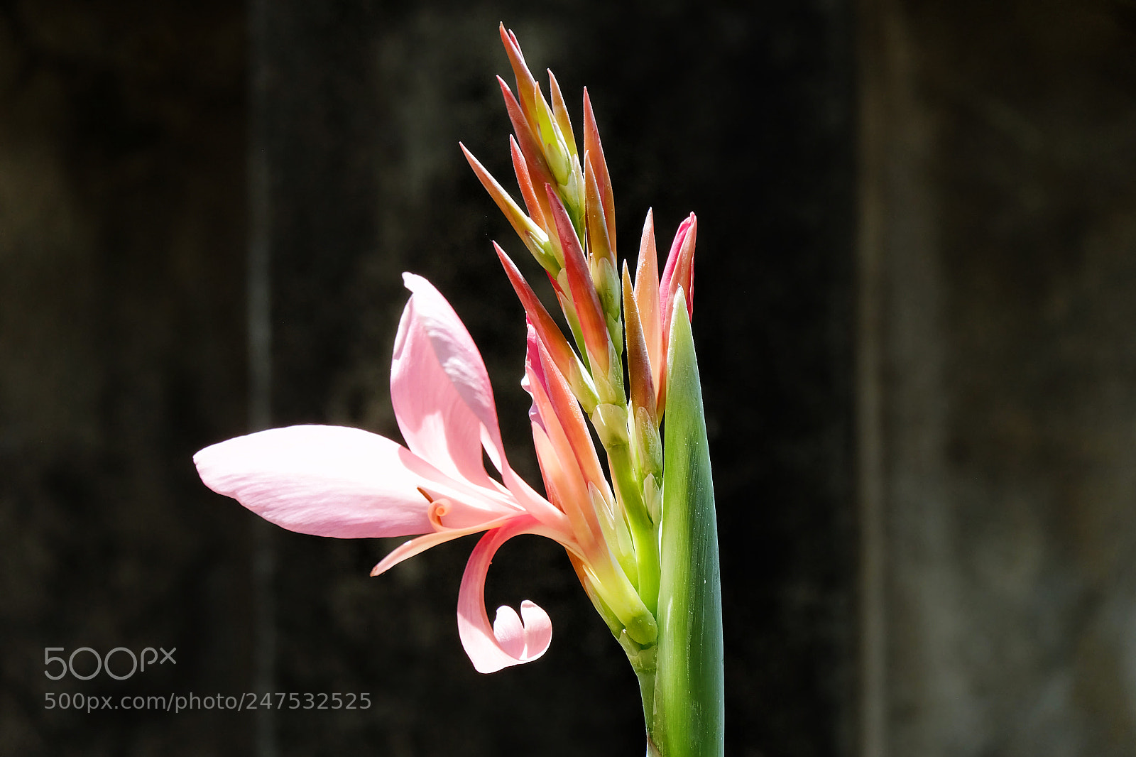 Fujifilm X-A1 sample photo. Growing canna flowers in photography
