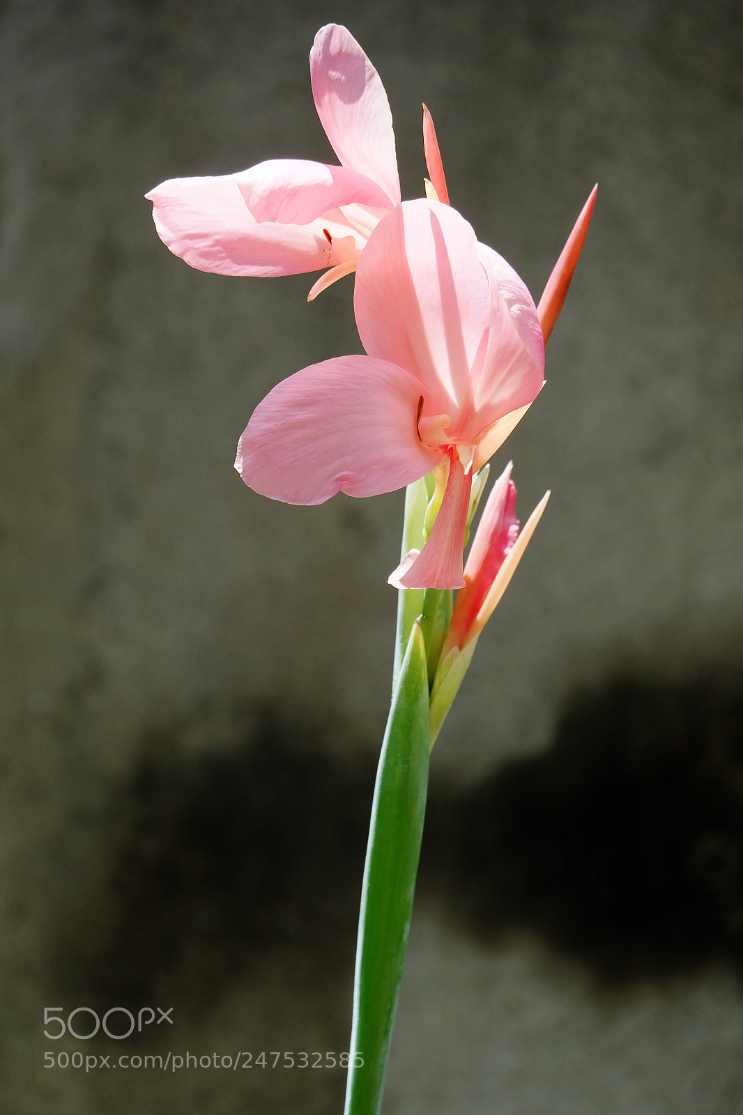 Fujifilm X-A1 sample photo. Growing canna flowers in photography