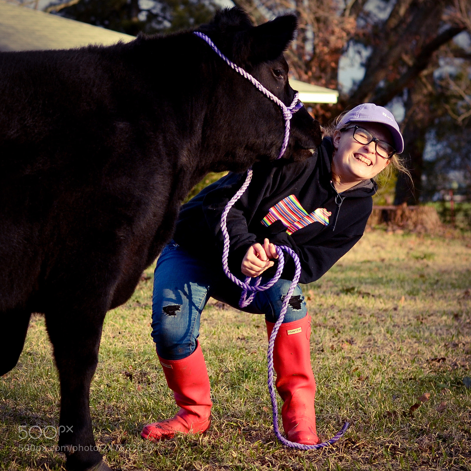 Nikon D3100 sample photo. Cow kisses! photography