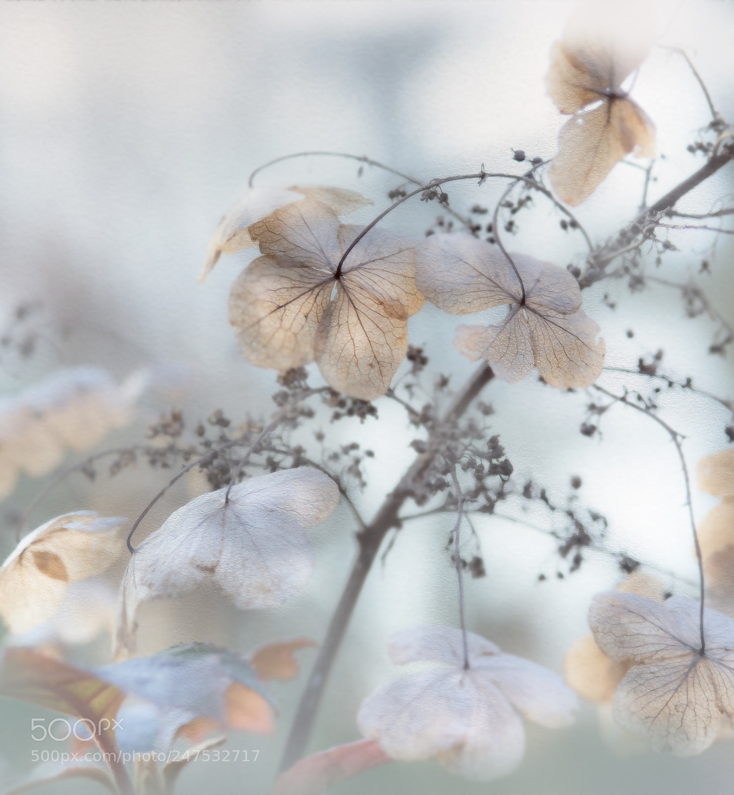 Nikon D800E sample photo. Untitled photography