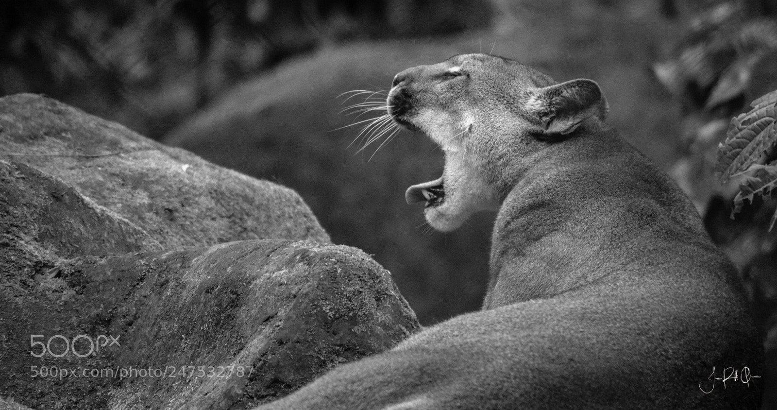 Nikon D7200 sample photo. B/n puma photography
