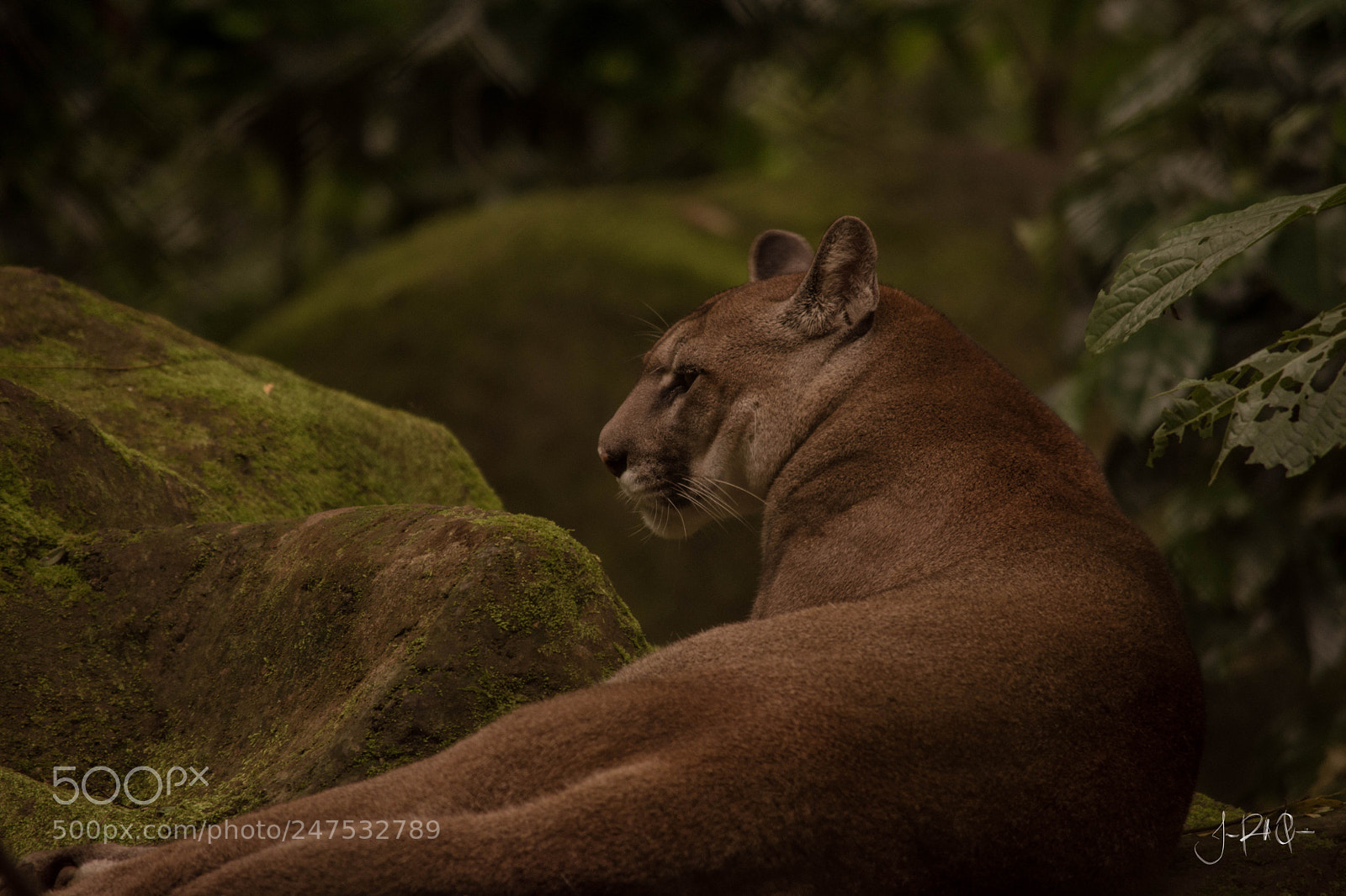 Nikon D7200 sample photo. Puma photography