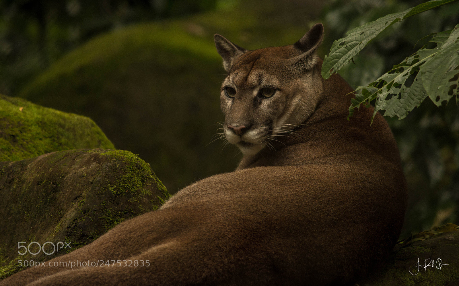 Nikon D7200 sample photo. Puma - 2 photography