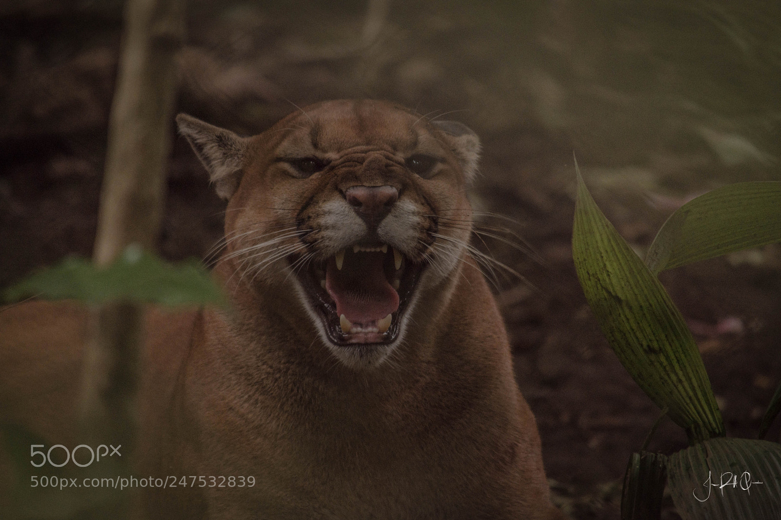Nikon D7200 sample photo. Rawr photography