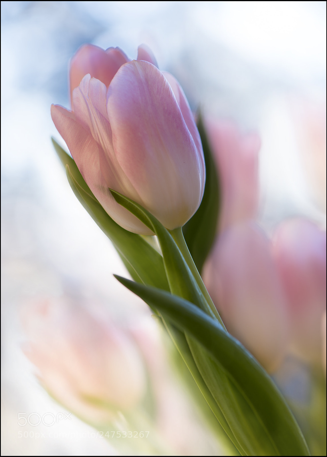 Nikon D810 sample photo. Tulip2 photography
