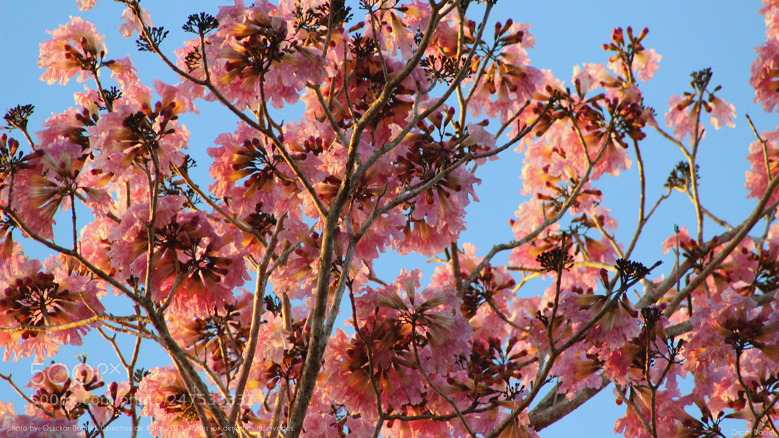 Canon EOS 600D (Rebel EOS T3i / EOS Kiss X5) sample photo. Sweet? photography