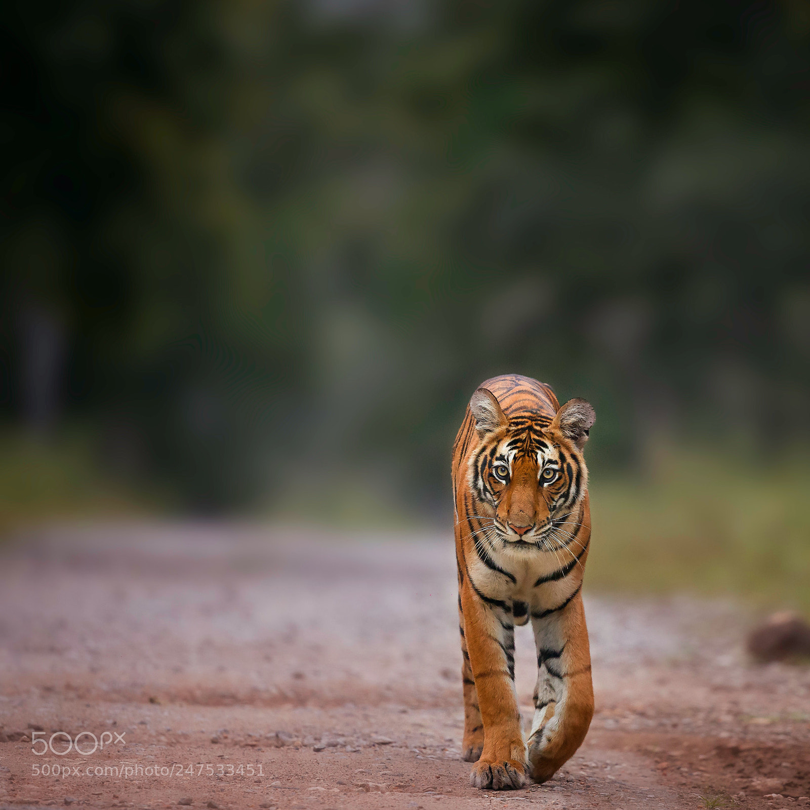 Canon EOS-1D X sample photo. Fearless! photography