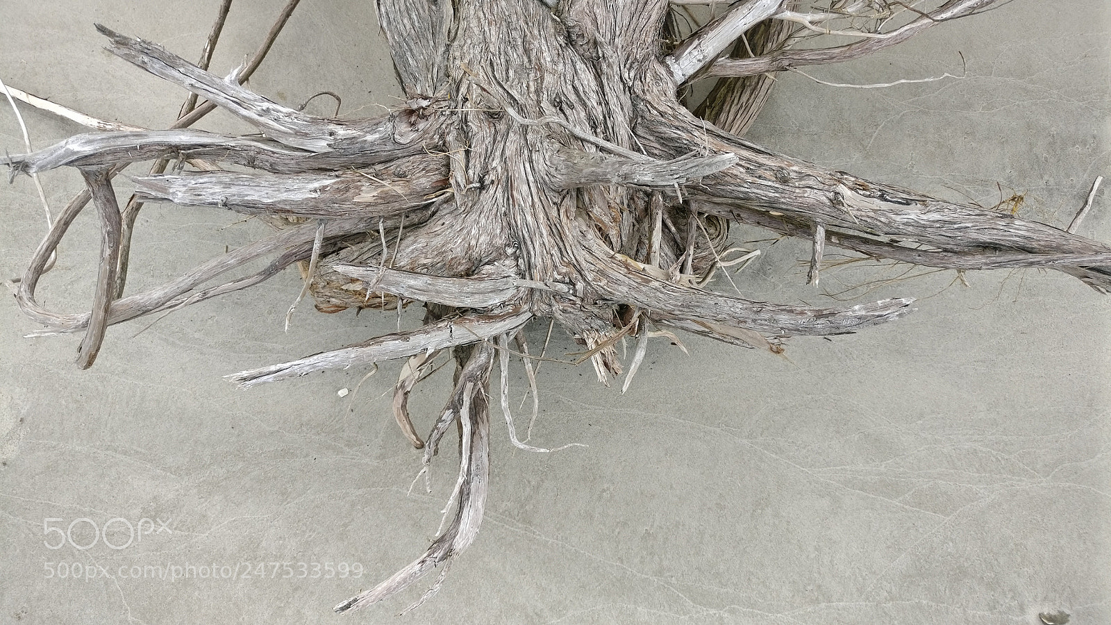 OnePlus A3000 sample photo. Roots photography
