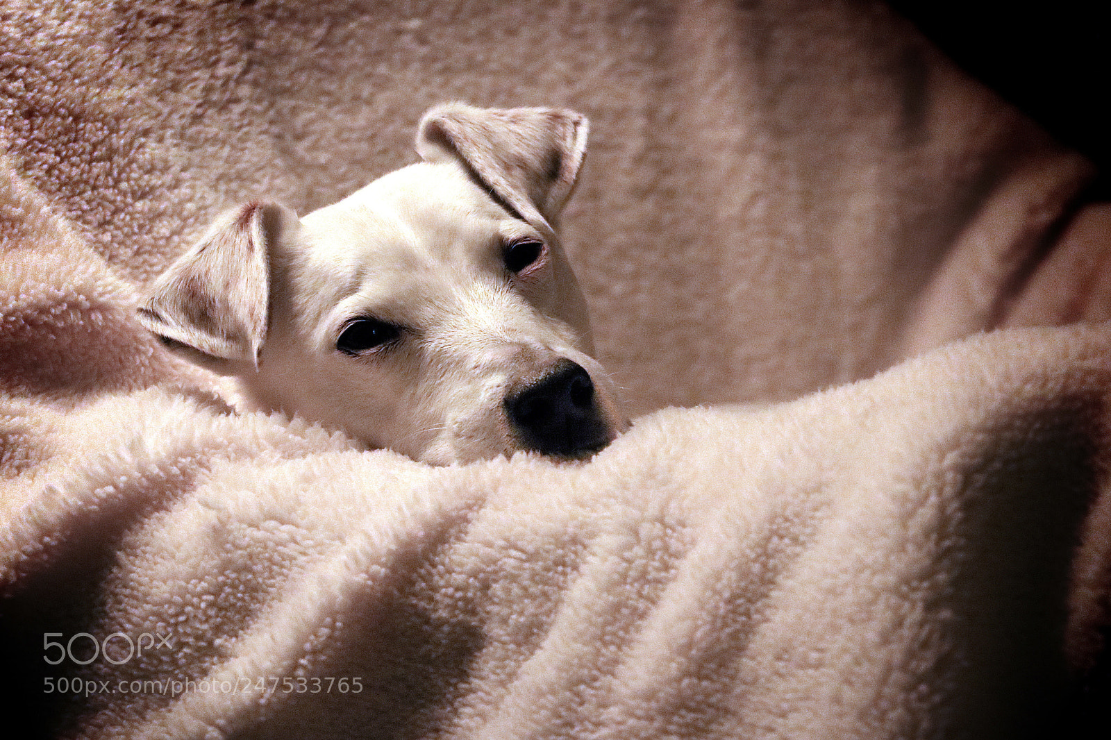 Canon EOS 760D (EOS Rebel T6s / EOS 8000D) sample photo. Sweet boy photography