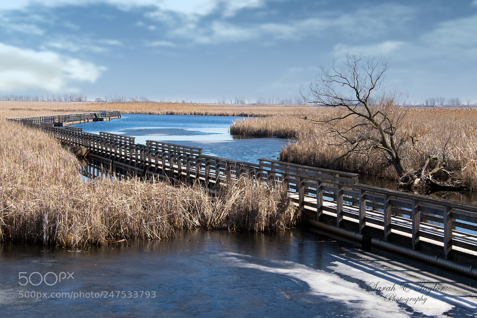 Canon EOS 7D Mark II sample photo. Point pelee marsh walk photography