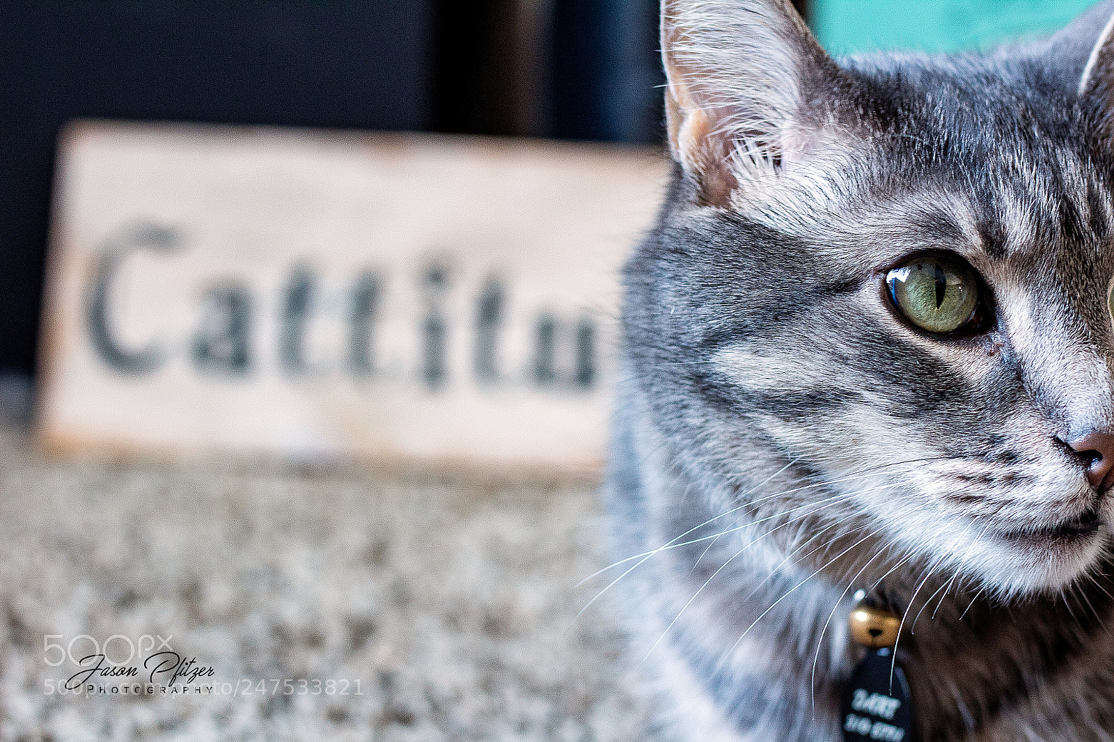 Canon EOS 1300D (EOS Rebel T6 / EOS Kiss X80) sample photo. Cattitude photography