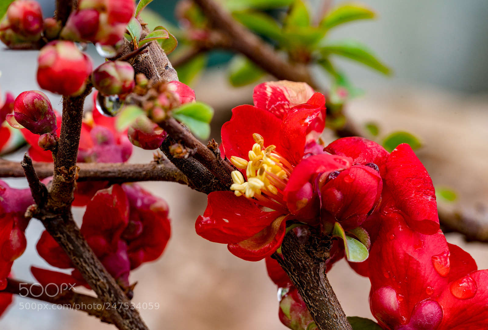 Sony a7R II sample photo. Flowering quince photography