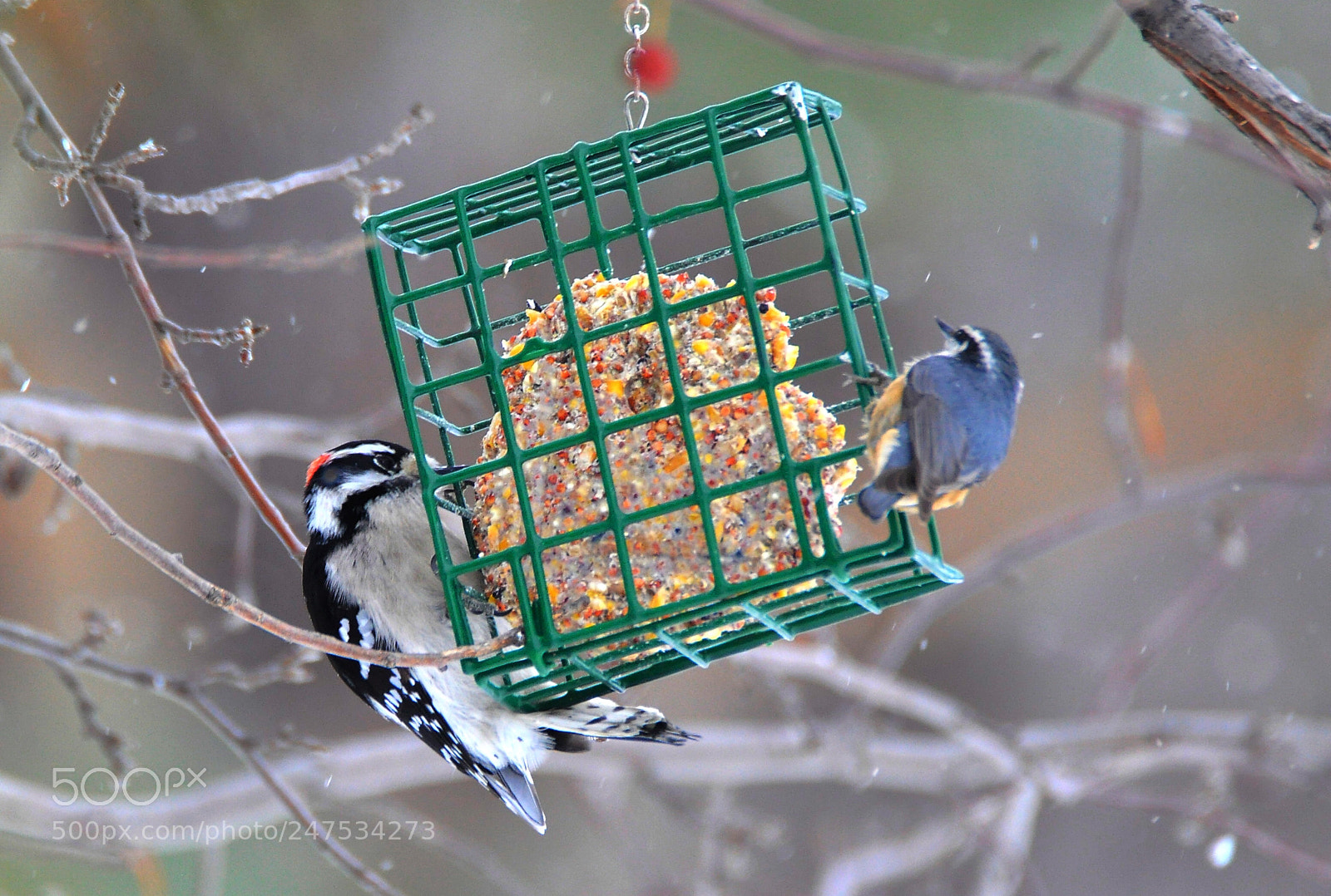Nikon D90 sample photo. Winter feeding photography
