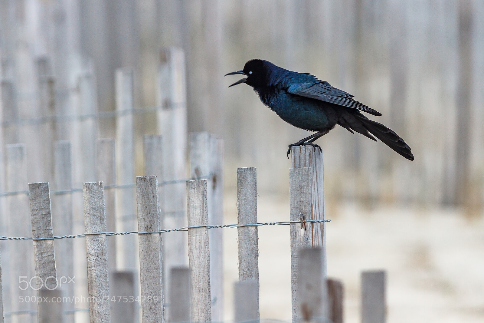Canon EOS 7D sample photo. Boat-tailed grackle photography
