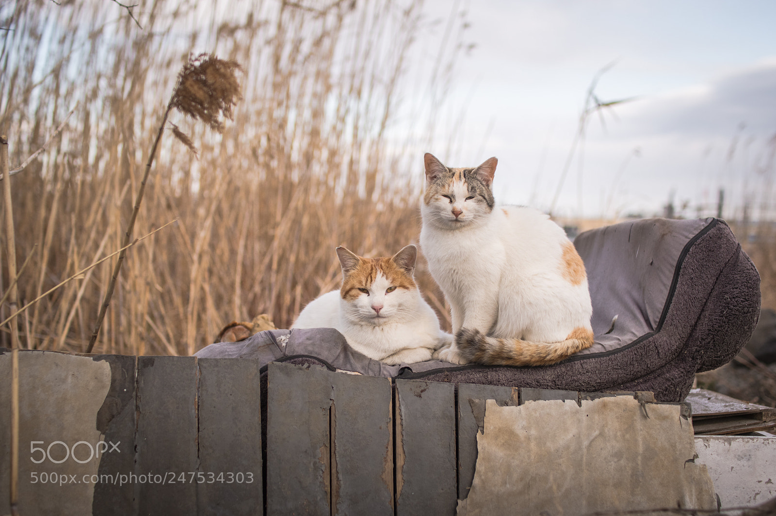 Pentax KP sample photo. Lovers photography