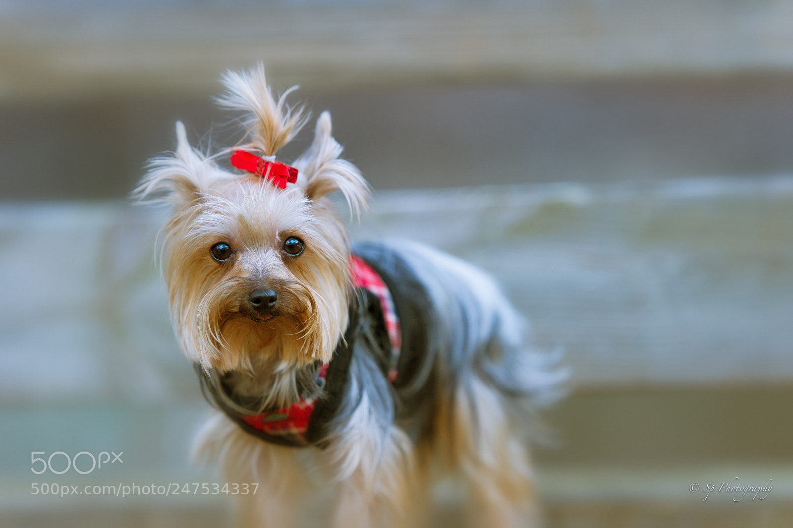 Nikon D3S sample photo. Cute puppy photography