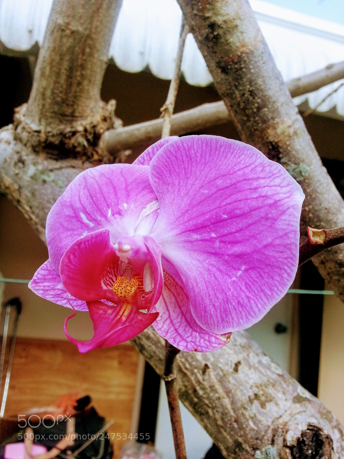 Samsung Galaxy Note2 sample photo. Only one flower. photography