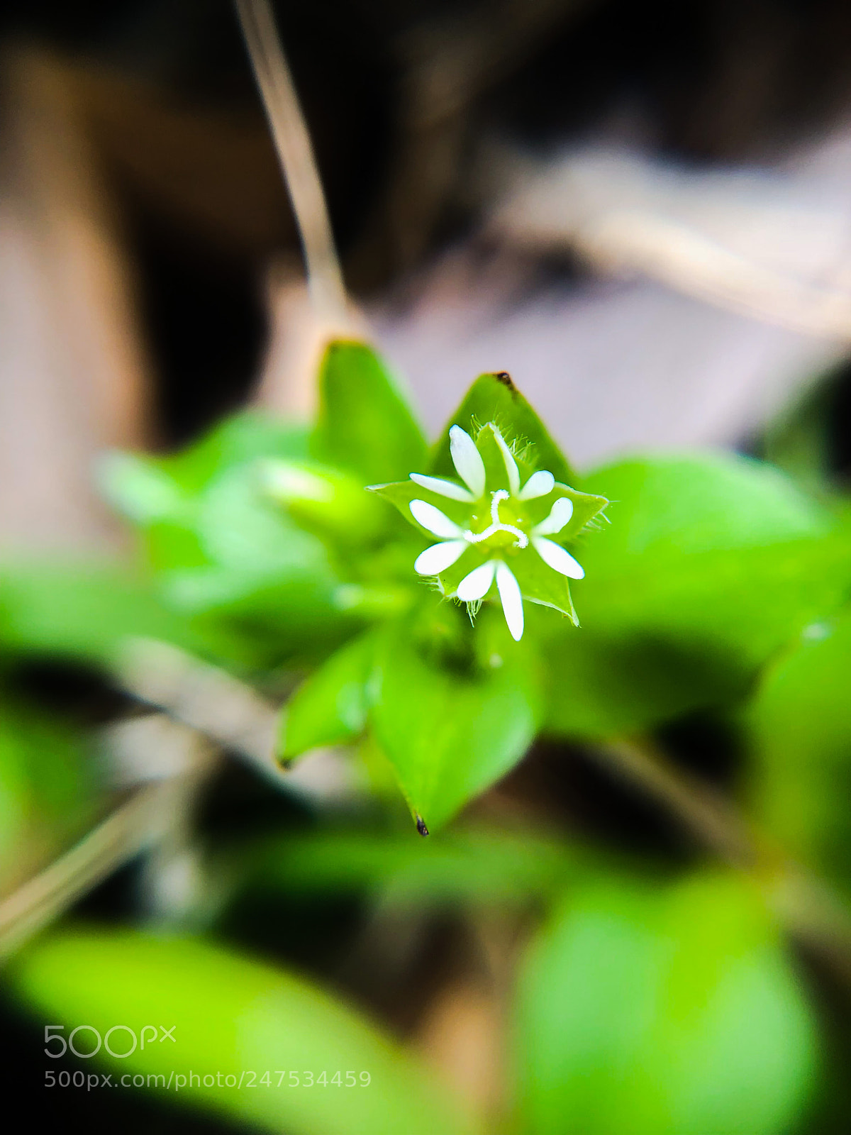 Apple iPhone X sample photo. Open photography
