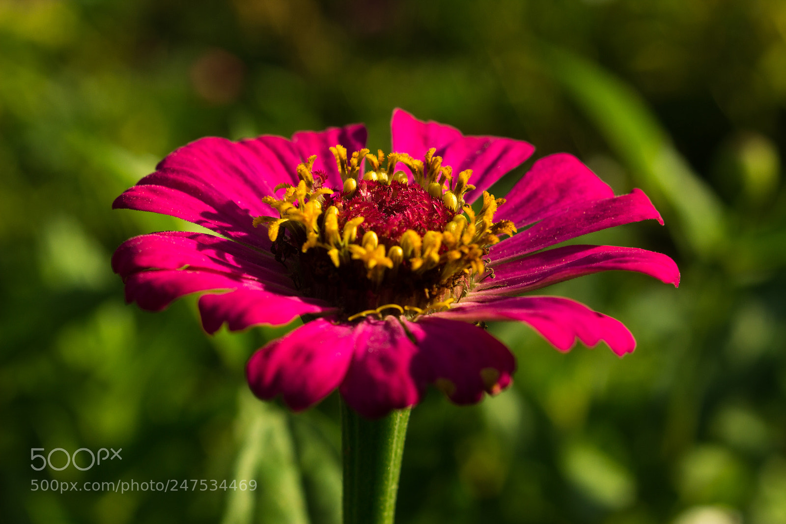 Canon EOS 600D (Rebel EOS T3i / EOS Kiss X5) sample photo. Flores, seus encantos e photography