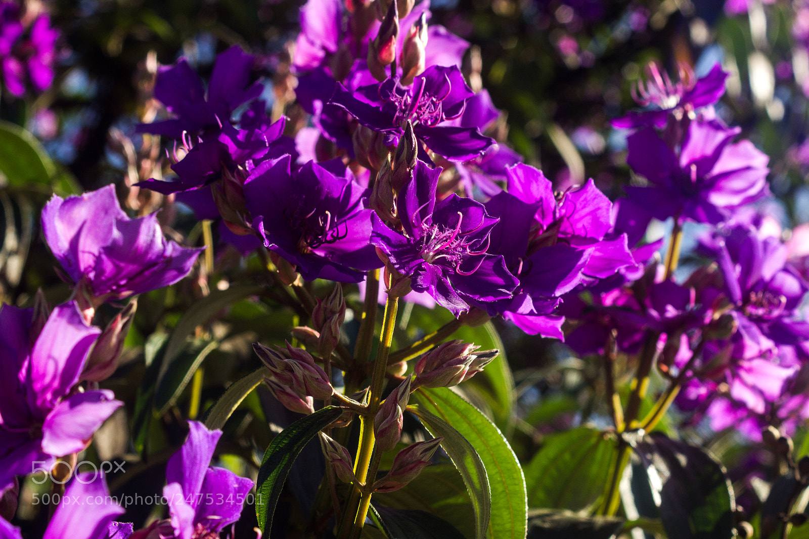 Canon EOS 600D (Rebel EOS T3i / EOS Kiss X5) sample photo. Flores, seus encantos e photography
