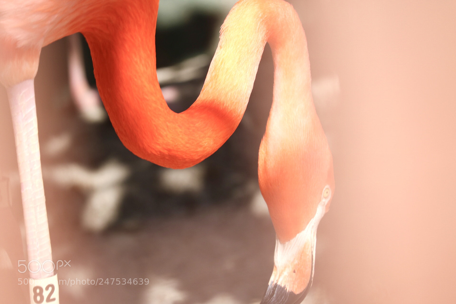 Canon EOS 750D (EOS Rebel T6i / EOS Kiss X8i) sample photo. Caribbean flamingo !! photography
